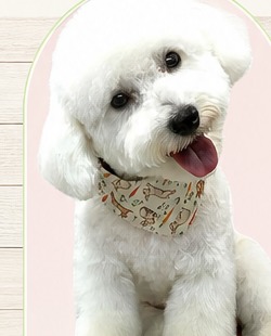 Freshly groomed white bichon wearing a bandana