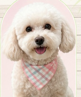 Freshly groomed doodle wearing a plaid bandana