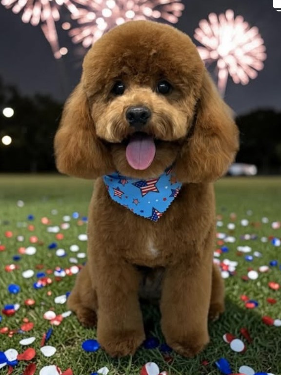 Freshly groomed red poodle in a patriotic bandana
