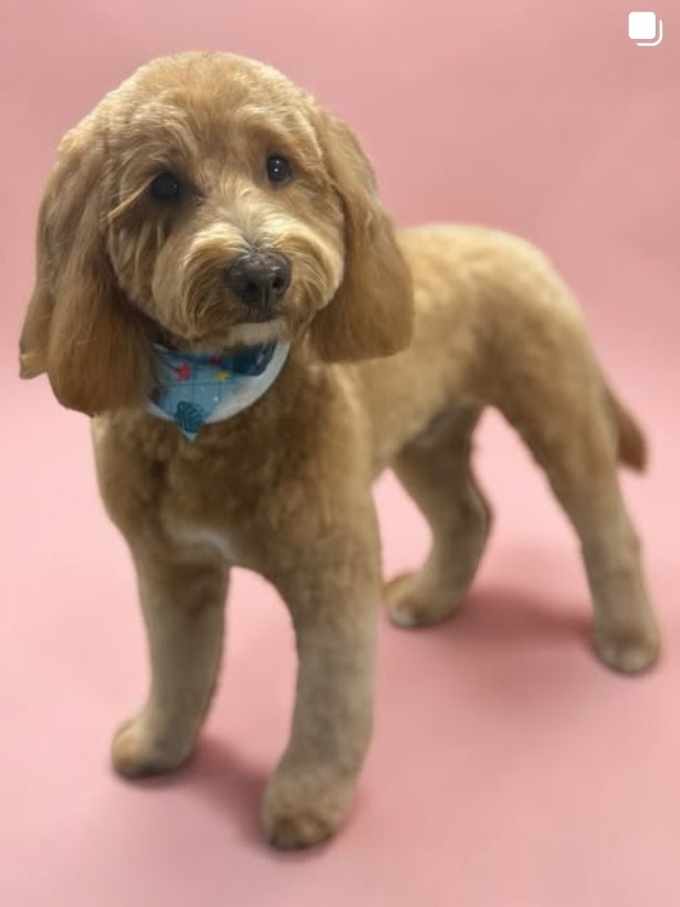 Freshly groomed apricot goldendoodle wearing a bandana