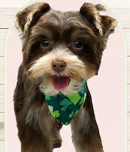 Freshly groomed schnauzer wearing a green bandana