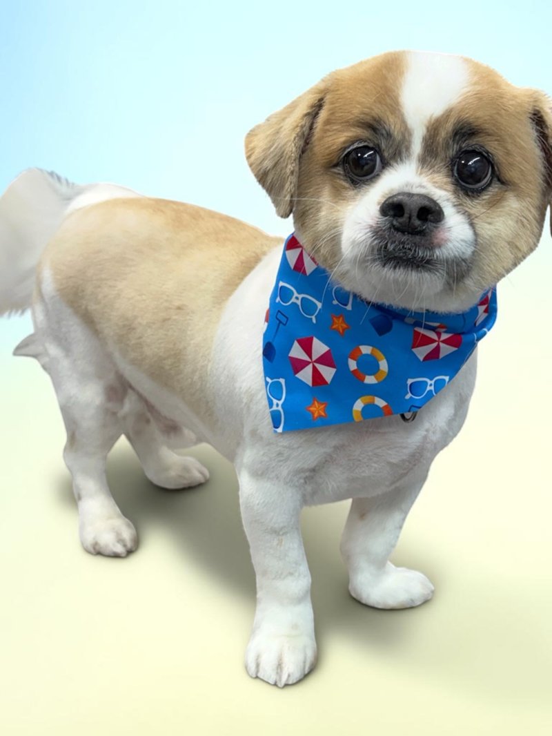 Freshly groomed tan and white puppy in a beach bandana