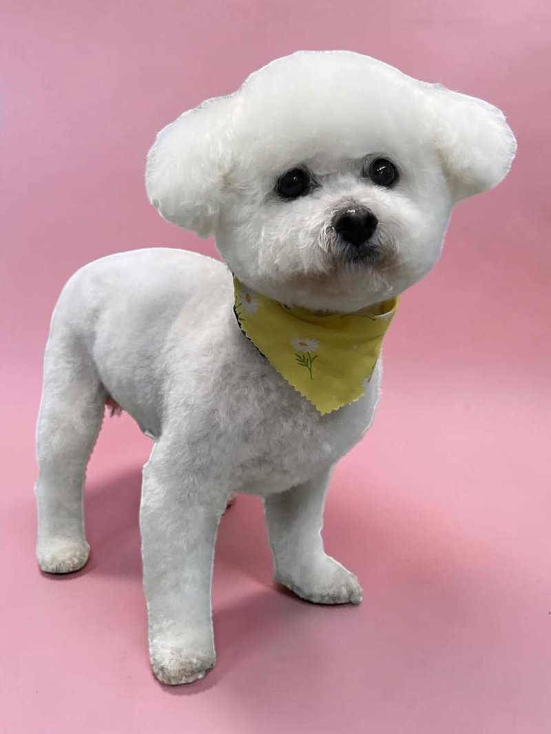 Freshly groomed white bichon in a yellow daisy bandana