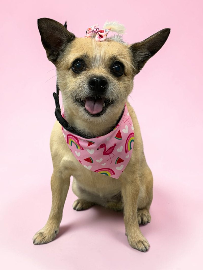 Freshly groomed chihuahua mix in a pink rainbow bandana