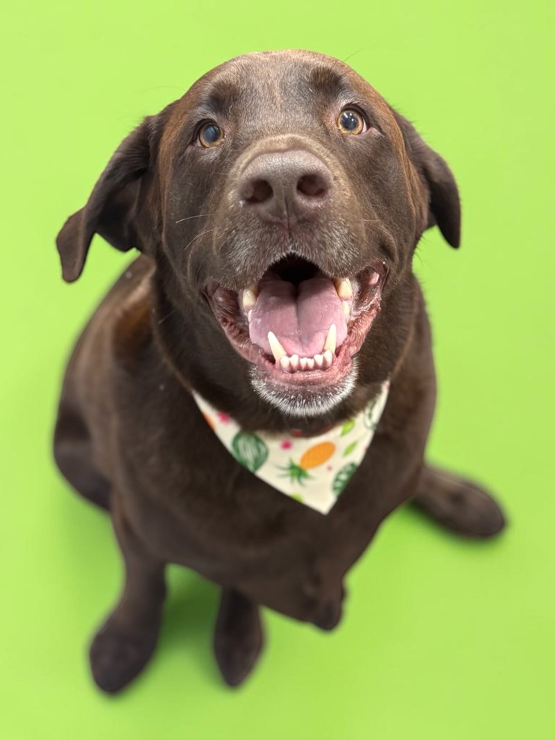 Happy chocolate Labrador in a fruit-print bandana