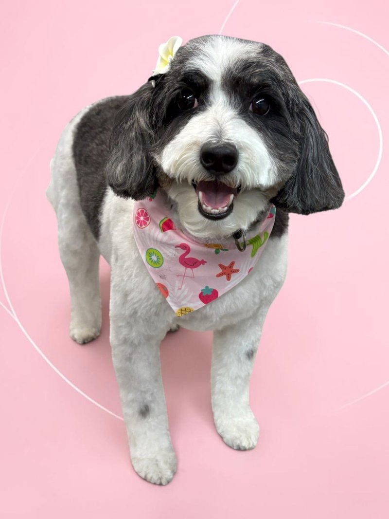 Freshly groomed black and white doodle in a pink flamingo bandana