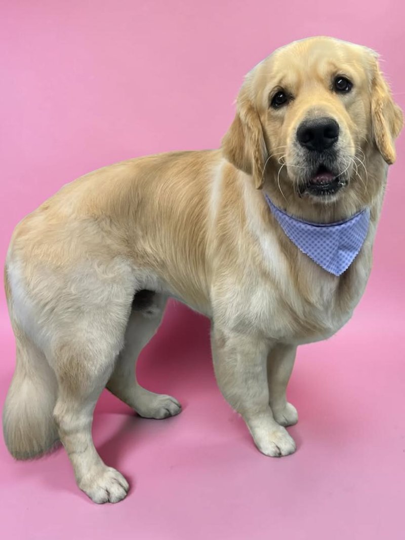 Freshly groomed golden retriever in a blue gingham bandana