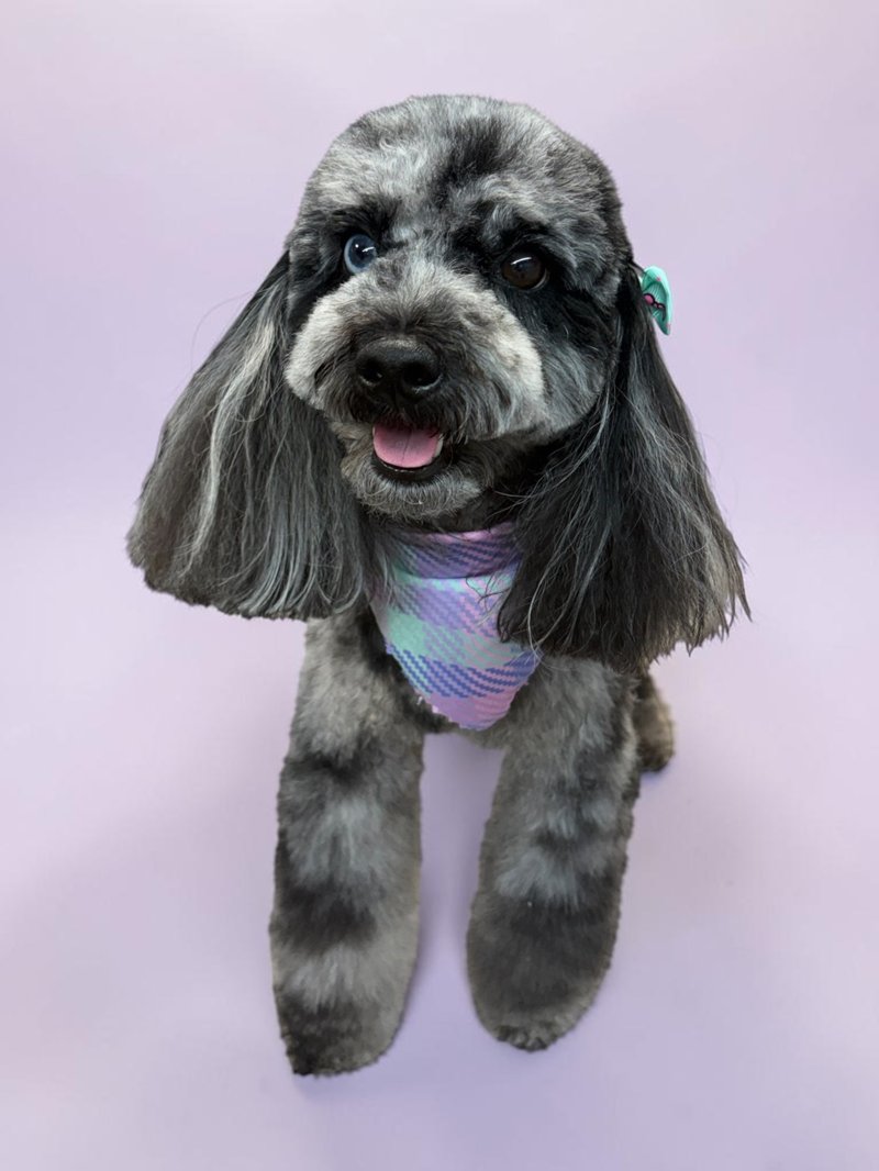 Freshly groomed merle doodle with a blue eye and pastel bandana