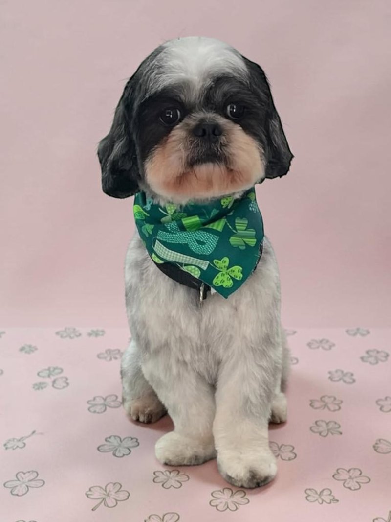 Freshly groomed shih tzu in a green shamrock bandana